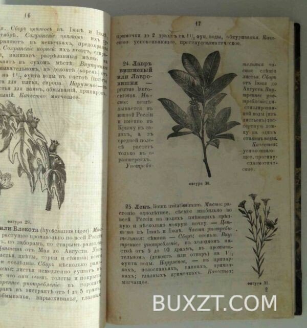 Всеобщий врач-природа или лекарство под рукой. — изображение 5